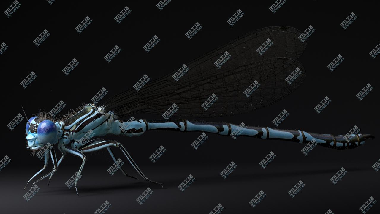 images/goods_img/2021040234/3D Dragonfly for Cinema 4d/4.jpg